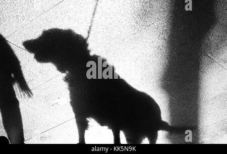 Verschwommene Schatten auf nass glänzenden Bürgersteig einer Person mit einem Hund an der Leine Stockfoto
