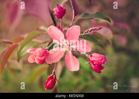 PInk Cherry Blossom art Blumen Stockfoto