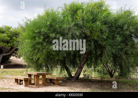 Holz- Picknick Tisch auf Sand in einem Park mit Bäumen Stockfoto