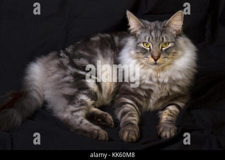 Waldstein Norwegian Forest Cat. Posing korrigiert mich, während ich fotografieren Stockfoto