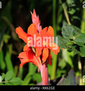 Orange Lilie Blumen Stockfoto