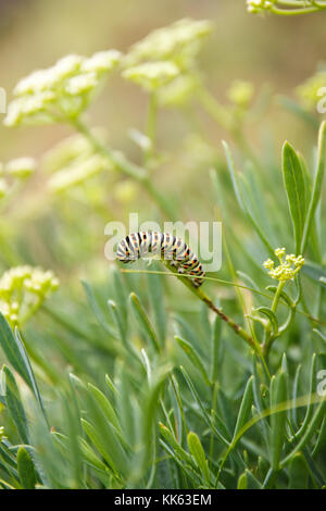 Detail der bunte Raupe in Gras und gelben Blüten. Stockfoto