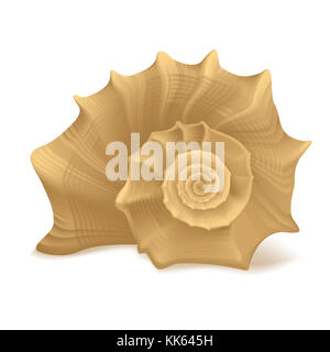 Spirale conch Muschel - auf weißem Hintergrund - realistische Abbildung - Nahaufnahme Natur Design - Urlaubssouvenir Stockfoto