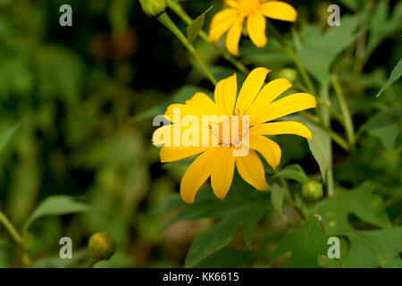 Schöne nitobe Chrysantheme Blume oder Mexikanische Sonnenblume Stockfoto