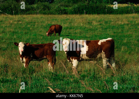 Drei Kühe in einem Feld von vielen, Mutter und ein Kind für eine in der Weide spazieren. Auf einem kleinen Bereich gerade außerhalb der Grenze von New Brunswick, Kanada. Stockfoto