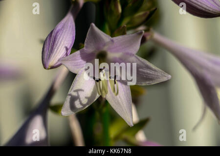 Hosta, die wachsende und blühende Pflanze außerhalb einen Garten in der Stadt. Zu den belebten Autos und Straßen es noch schön wächst und blüht Stockfoto