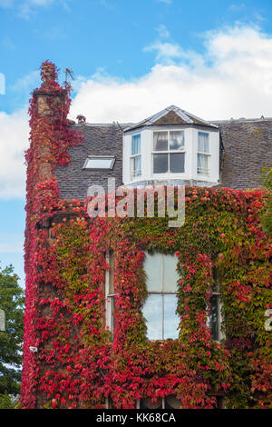 Ein Haus im Efeu in Edinburgh, Schottland. Stockfoto