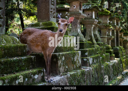 Nara/Japan, 29. Mai 2017: Hirsch Wunder frei in der Nähe von Stone Laternen in den Park am Kasuga Taisha Shrine Stockfoto
