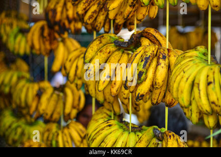 Kultiviert Banane für den Einzelverkauf an den lokalen Obstmarkt in Coron Island, Philippinen. Stockfoto