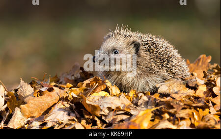 Igel im Herbst Blätter, aus dem Inneren eines Wildtierversteins genommen, um die Gesundheit und die Population dieses Lieblings-, aber rückläufigen Säugetieres zu überwachen Stockfoto