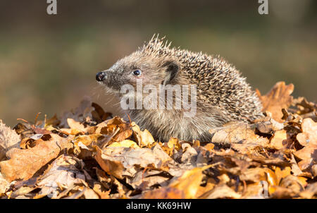 Igel im Herbst Blätter, aus dem Inneren eines Wildtierversteins genommen, um die Gesundheit und die Population dieses Lieblings-, aber rückläufigen Säugetieres zu überwachen Stockfoto