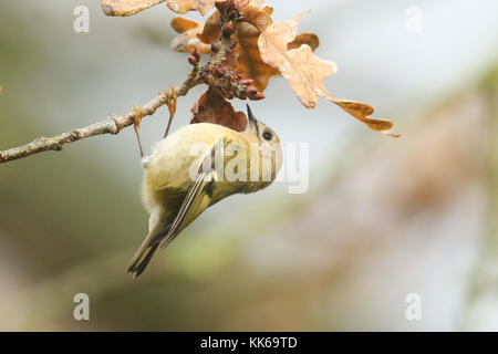 Eine atemberaubende goldcrest Vogel (Regulus Regulus) auf einem Zweig auf der Suche nach Insekten im Herbst farbige Eiche Blätter zu essen thront. Stockfoto