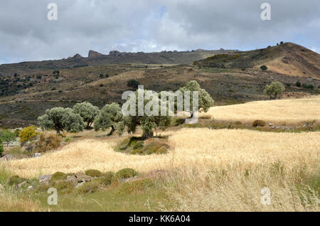 Die wilde und zerklüftete Landschaft des akamas Naturschutzgebiet Paphos Zypern mit Olivenbäumen und kleine Felder von Weizen schwierige Landwirtschaft, Stockfoto