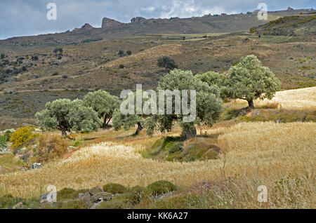 Die wilde und zerklüftete Landschaft des akamas Naturschutzgebiet Paphos Zypern mit Olivenbäumen und kleine Felder von Weizen schwierige Landwirtschaft, Stockfoto