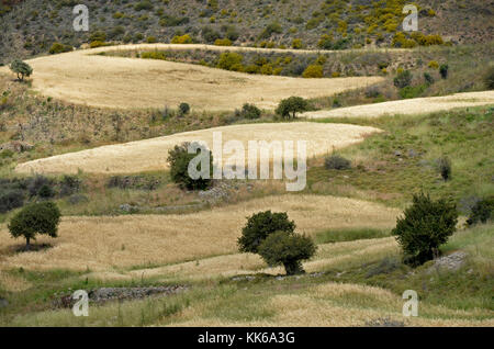 Die wilde und zerklüftete Landschaft des akamas Naturschutzgebiet Paphos Zypern mit Olivenbäumen und kleine Felder von Weizen schwierige Landwirtschaft, Stockfoto