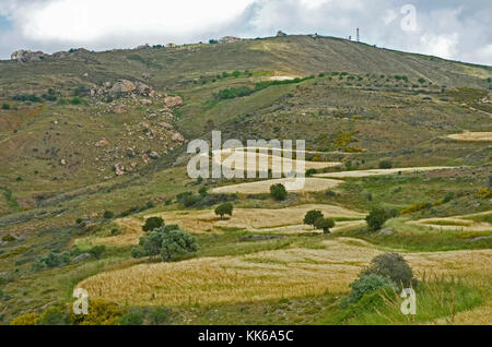 Die wilde und zerklüftete Landschaft des akamas Naturschutzgebiet Paphos Zypern mit Olivenbäumen und kleine Felder von Weizen schwierige Landwirtschaft, Stockfoto