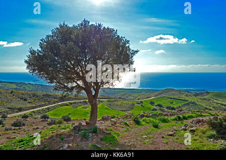 Die wilde und zerklüftete Landschaft des akamas Naturschutzgebiet Paphos Zypern mit Olivenbäumen und kleine Felder von Weizen schwierige Landwirtschaft und wi Stockfoto