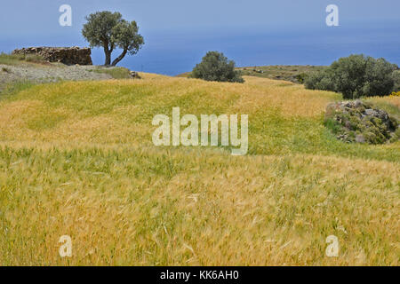 Die wilde und zerklüftete Landschaft des akamas Naturschutzgebiet Paphos Zypern mit Olivenbäumen und kleine Felder von Weizen schwierige Landwirtschaft und wi Stockfoto