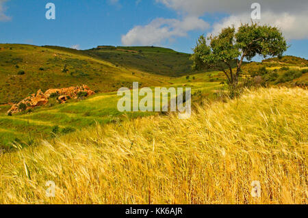 Die wilde und zerklüftete Landschaft des akamas Naturschutzgebiet Paphos Zypern mit Olivenbäumen und kleine Felder von Weizen schwierige Landwirtschaft, Stockfoto