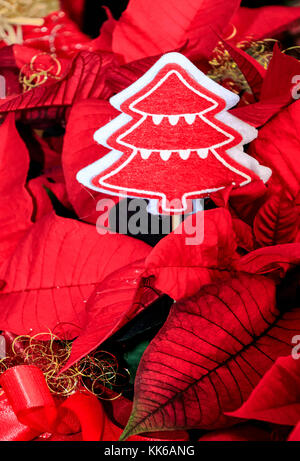 Blumen rot Weihnachtsstern (Euphorbia pulcherrima) als festliche Dekoration Stockfoto