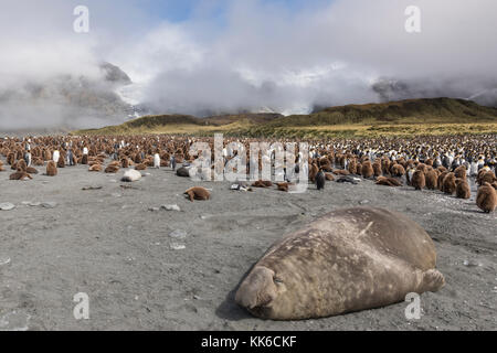 Elefantenrobbe schläft im Forground mit murting adult und unten bedeckt unreifen Königspinguine, Gold Harbor, South Georgia Island Stockfoto