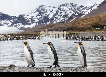 Drei Königspinguine, die auf dem Strandkies mit Pinguinkolonie, Gletscher und schneebedeckten Bergen der St. Andrew's Bay, South Georgia Island, im Hintergrund spazieren Stockfoto