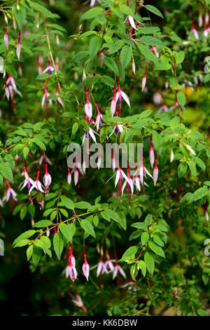 Fuchsia magellanica Lady Speck, Hardy, Fuchsia, Fuchsien, Strauch, Sträucher, Rot, Weiß, Lila, Blumen, Blume, Blüte, Garten, Gärten, RM Floral Stockfoto