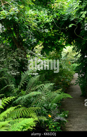 Farn, Farne, Holz, Wald, Schatten, Schatten, Pflanzen, Pflanze, Bltter,  Wedel, Laub, Garten, Garten, Gartenarbeit, Pfad, Geheimnis, geheimnisvoll,  RM Floral Stockfotografie - Alamy