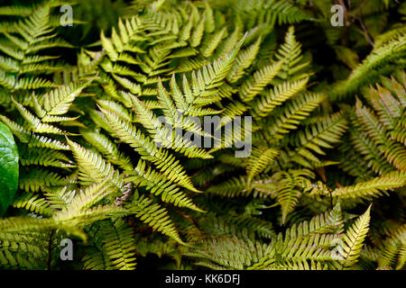 Dryopteris Erythrosora var prolifica, Lacy herbst Farn, reiche Kupfer Abschirmung Farn, Farne, Holz, Wald, Schatten, Schatten, Pflanzen, Pflanze, Blätter, Wedel, Laub, Stockfoto