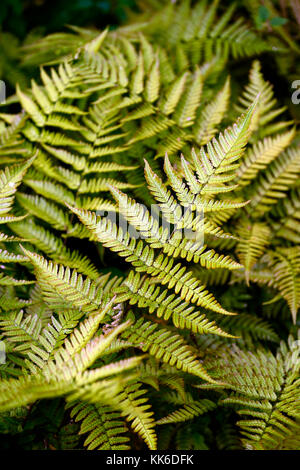 Dryopteris Erythrosora var prolifica, Lacy herbst Farn, reiche Kupfer Abschirmung Farn, Farne, Holz, Wald, Schatten, Schatten, Pflanzen, Pflanze, Blätter, Wedel, Laub, Stockfoto