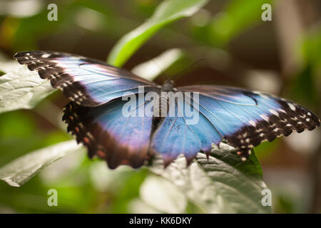 Blau Morpheus mit spektakulären Farben. Stockfoto