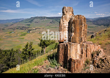 Wy 02688-00 ... Wyoming - ein Abschnitt eines versteinerten Baum auf der versteinerte Bäume gesehen Trail, während mit Blick auf die Lamar Valley in Yellowstone National p Stockfoto