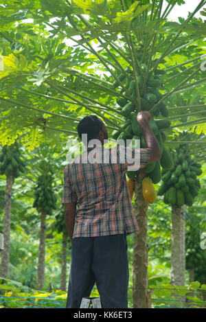 Der Mann picking Papaya in Garten thado, Malediven Stockfoto