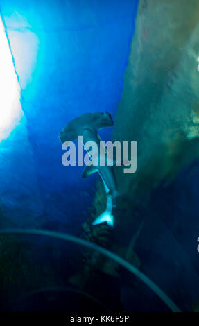 Große Hammerhai (Sphyrna mokarran), den Ba Planet Acuarium, Kopenhagen, Dänemark, Europa Stockfoto