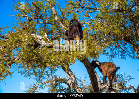 Ziegen essen Muttern der Arganbaum für den berühmten arganöl in Essaouira Maroc Stockfoto