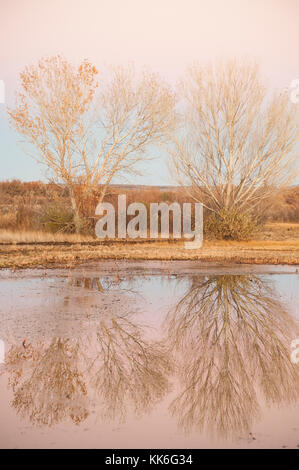 Bosque del Apache National Wildlife Refuge, frühmorgens, in der Morgendämmerung, spiegeln sich Bäume in einem ruhigen Teich, New Mexico, NM, USA. Stockfoto