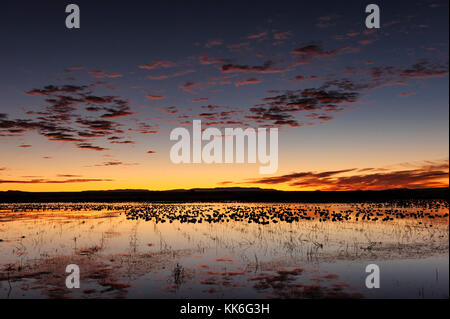 Dramatische atmosphärische Landschaft, Bosque del Apache National Wildlife Refuge Sonnenaufgang, Sonnenaufgang, Sonnenaufgang, Wasservögel Silhouetten, New Mexico, NM, USA. Stockfoto