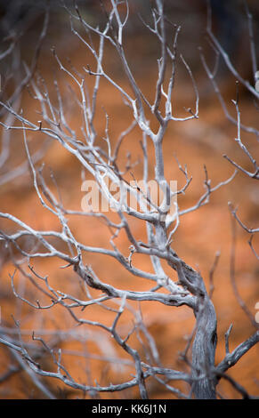 Abgestorbene Äste auf einer Wüste Manzanita Bush, in der Nähe von Sedona, Arizona, USA. Stockfoto