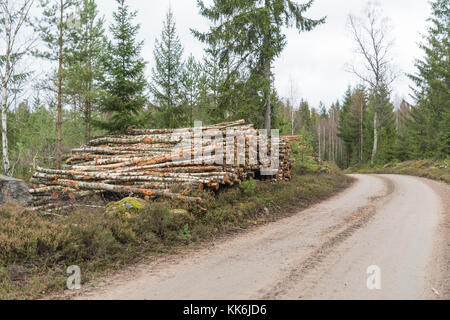 Frisch geernteten Birke Industrieholz in einem Haufen von einem Land am Straßenrand Stockfoto