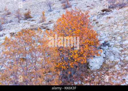 Eiche, Golan-höhen, Mounte Hermon, Israel, Próximo Oriente Stockfoto