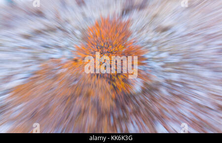 Eiche, Golan-höhen, Mounte Hermon, Israel, Próximo Oriente Stockfoto