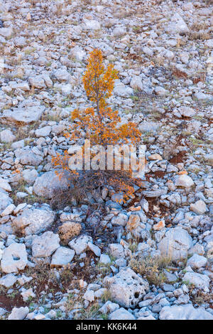 Eiche, Golan-höhen, Mounte Hermon, Israel, Próximo Oriente Stockfoto