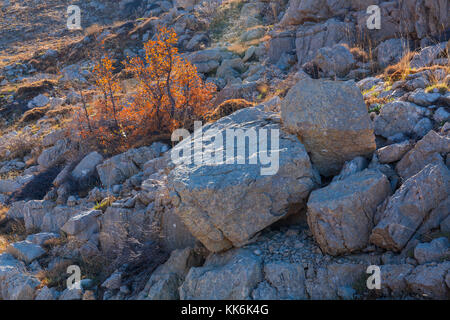 Eiche, Golan-höhen, mounte Hermon, Israel, próximo Oriente Stockfoto