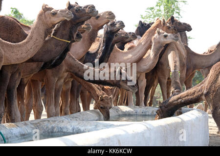 Kamelhirten/Händler an der Pushkar Kamel und Pferd Messe in Pushkar, Rajasthan, Indien Stockfoto