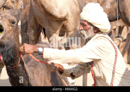 Kamelhirten/Händler an der Pushkar Kamel und Pferd Messe in Pushkar, Rajasthan, Indien Stockfoto