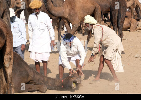 Kamelhirten/Händler an der Pushkar Kamel und Pferd Messe in Pushkar, Rajasthan, Indien Stockfoto