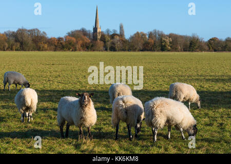 Schafe auf Hemingford Wiese, Cambridgeshire, England, UK. Stockfoto