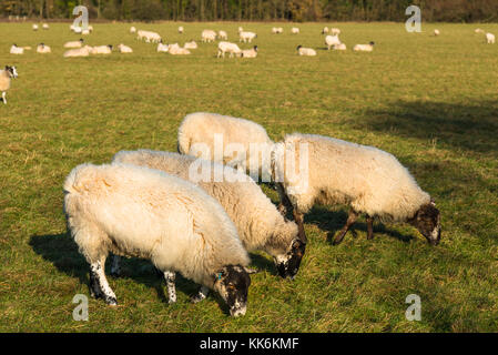 Schafe auf Hemingford Wiese, Cambridgeshire, England, UK. Stockfoto