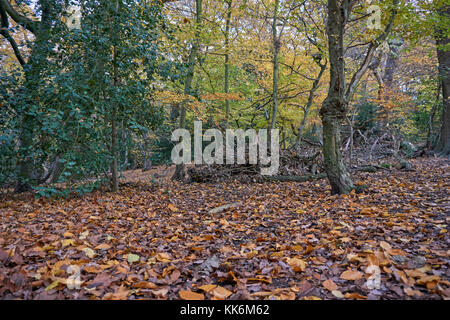 Blätter im Herbst mit abwechslungsreichem Laub Farben und den letzten Baum arbeiten, Highgate Woods, nördlich von London, Großbritannien Stockfoto