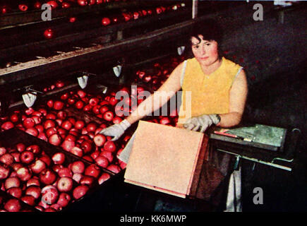 1933-WENATCHEE DIE APPLE HAUPTSTADT DER WELT. Ein vintage Farbfoto - Sortierung Äpfel in Wenatchee USA - ein Arbeiter am Cowiche Anlage Sortierung Jonathan Äpfel Stockfoto